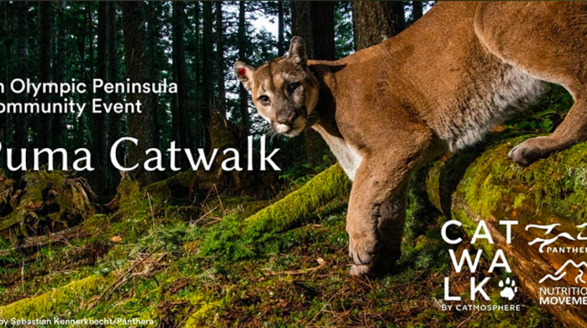 Puma Catwalk in Sequim Seattle Area Family Fun Calendar ParentMap